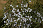 Eastern redcedar